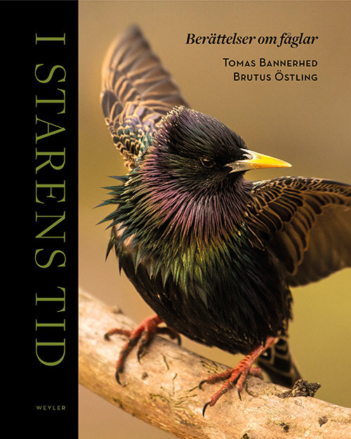 I starens tid : berättelser om fåglar / foto: Brutus Östling